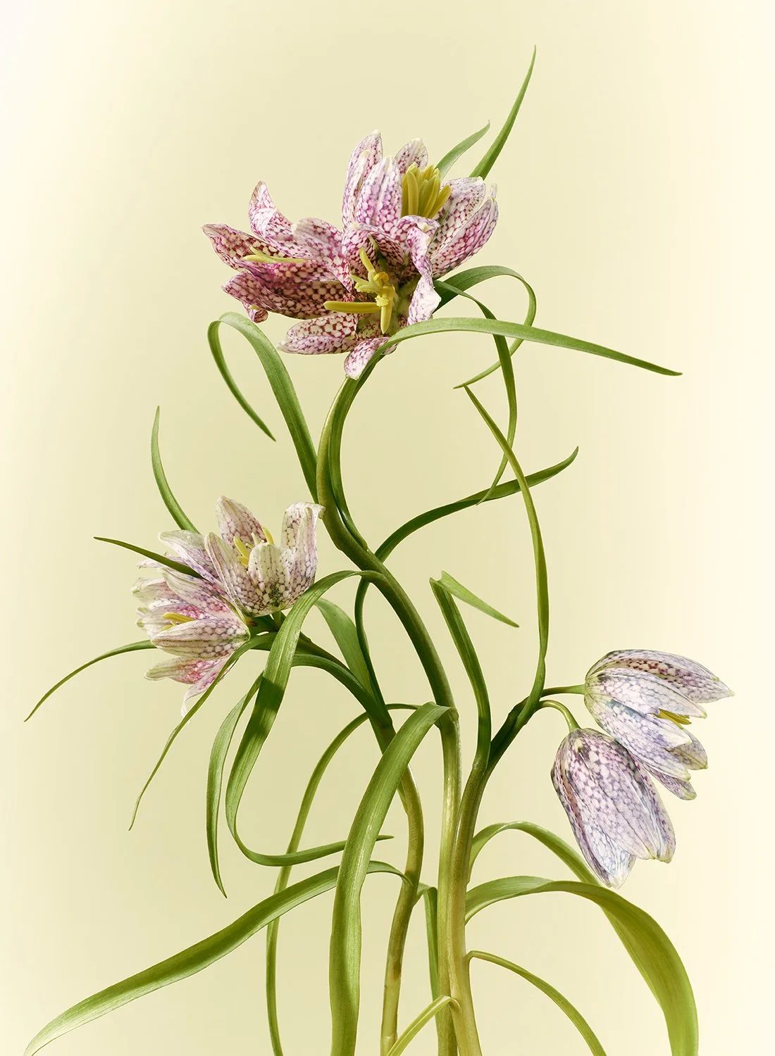 Delicate checkered Fritillaria Meleagris flowers with curved green stems, captured by a professional NYC photographer.