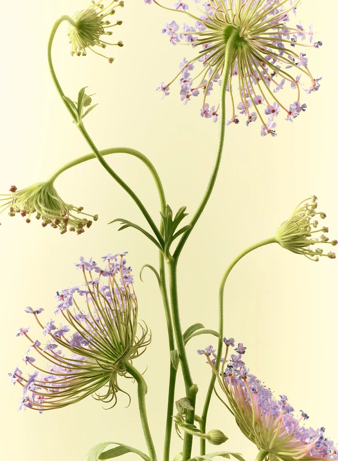 A delicate cluster of pale blue Trachymene Coerulea flowers, also known as Blue Lace Flower, by Takamasa Ota.