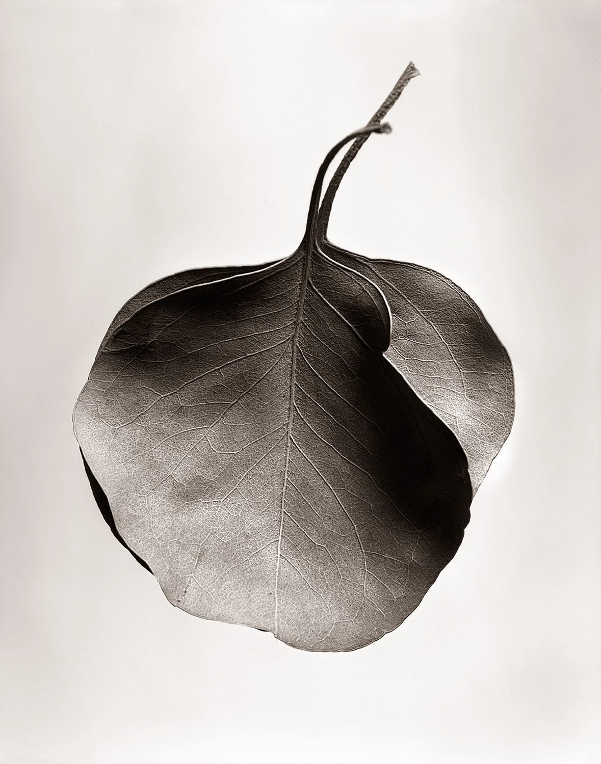 Organic form still life image of a dried leaf photographed by a New York City still life photographer on a white surface.