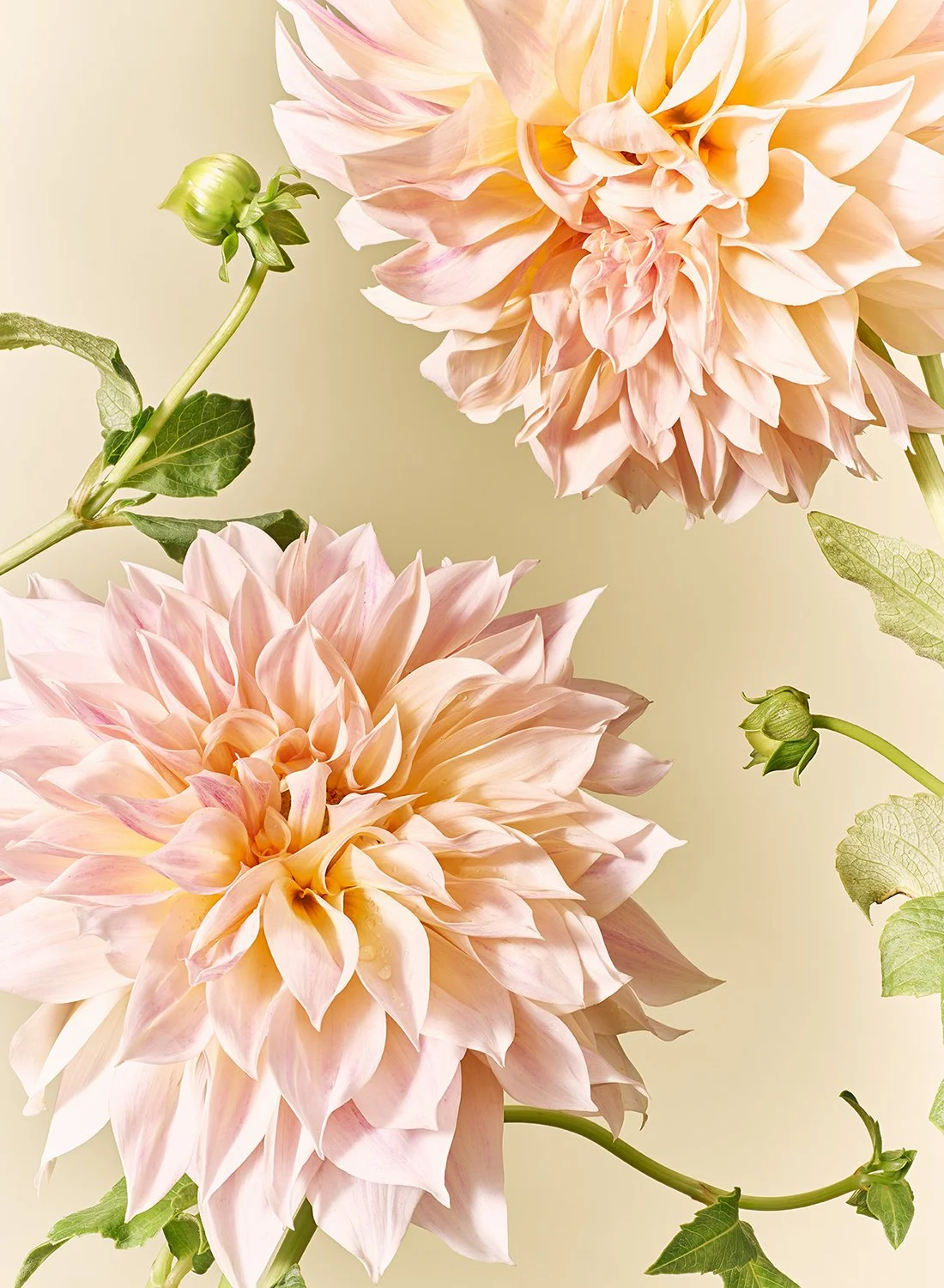 A vertical composition of two pale pink dahlias and fresh green buds, fine art photography by Takamasa Ota.