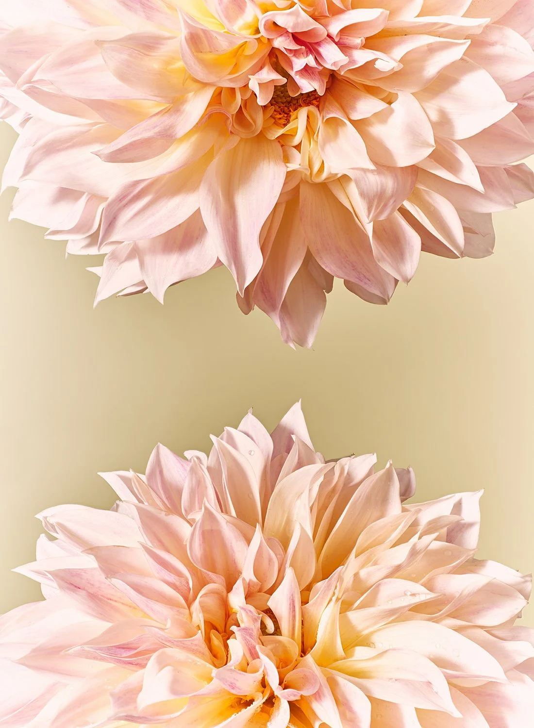 Macro photography of soft pale pink dahlia petals showing delicate water droplets and symmetrical texture.