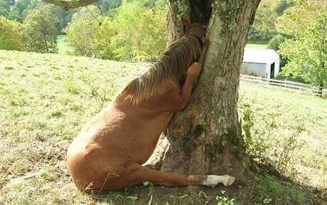 horse+caught+in+tree.webp