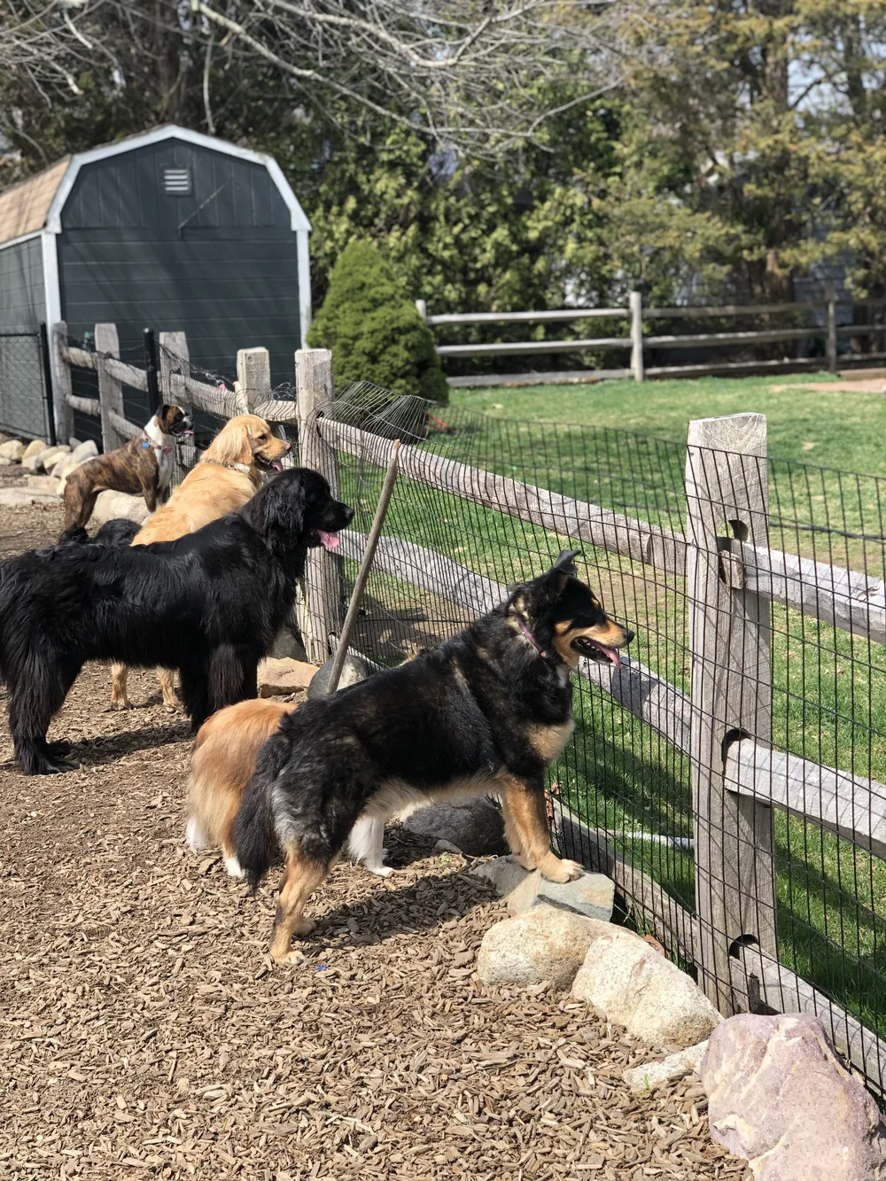 What Should I Pack For Dog Boarding