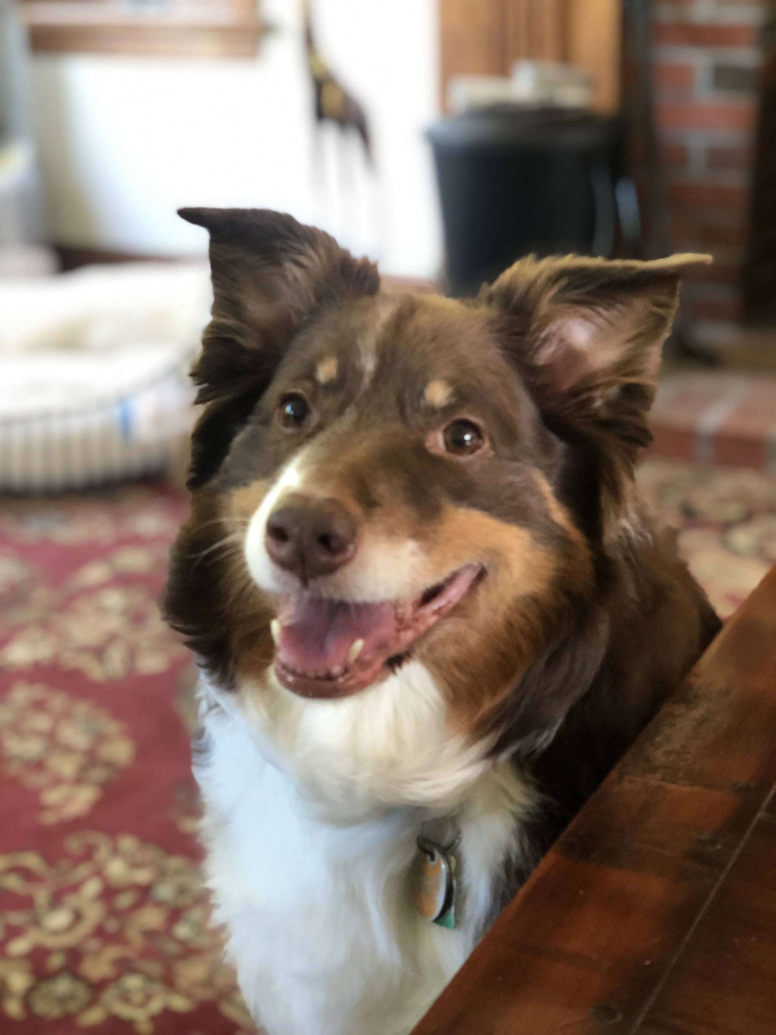 Australian Shepherds, Know Your Breed
