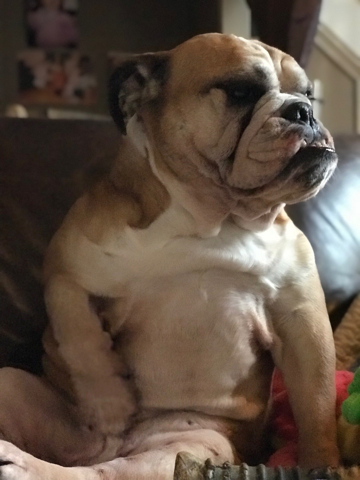 SMOOSH FACE!! Know Your Breed