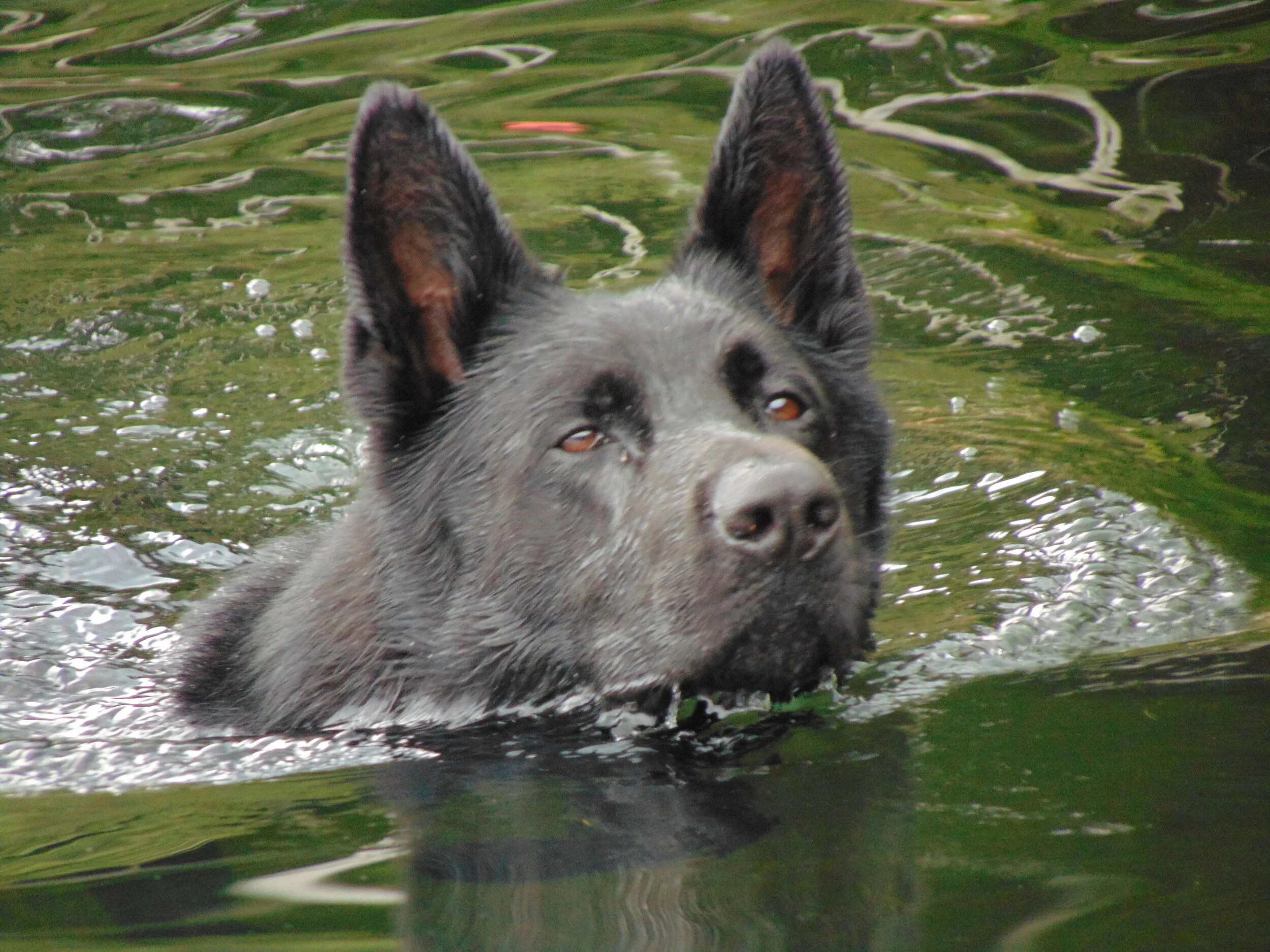 water dog.JPG