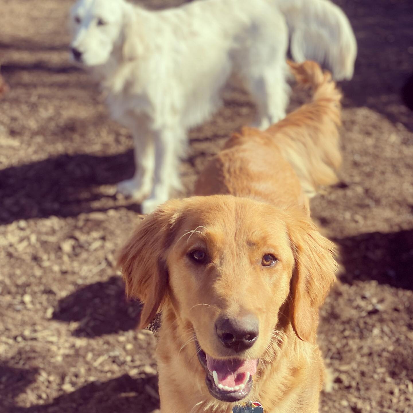 These guys never disappoint&mdash; Friday&rsquo;s Pack Pics are filled with a hilarious series of awkward moments! 📸 Enjoy!! &hearts;️🐾
-
More pics on Facebook!!
-
#camplifehappylife🐾 #camplifehappylife #marshfieldtoday #dogsofinstagram #instadogs
