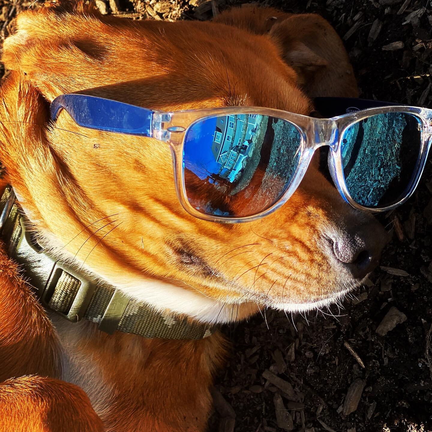 Baron was Our Pack&rsquo;s &ldquo;Stud of the Day&rdquo; 🕶 🐾🐾
-
-
More pics on Facebook!
-
-
#studmackenzie #toocool #sunglassesstyle #friendshipgoals #camplifehappylife🐾