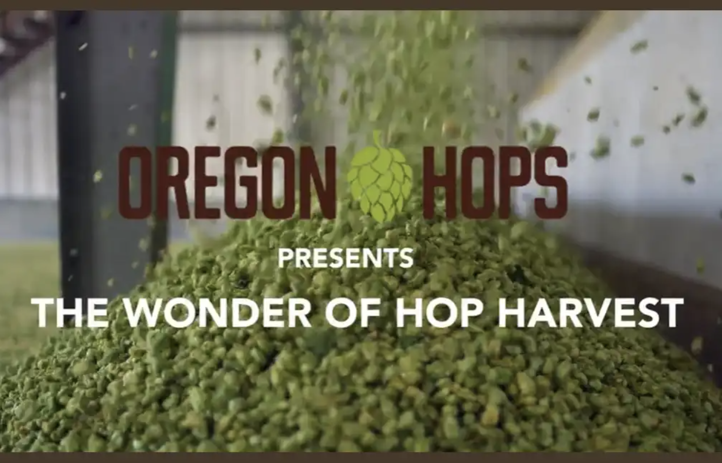 Hop Harvest is Almost Here, and Oregon Growers Expect a Good One