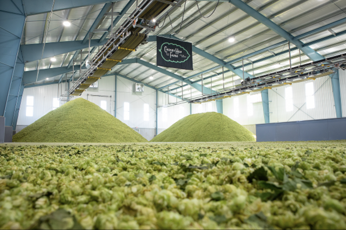 2026 Oregon Hop Harvest Looks Promising For Farmers &amp; Brewers