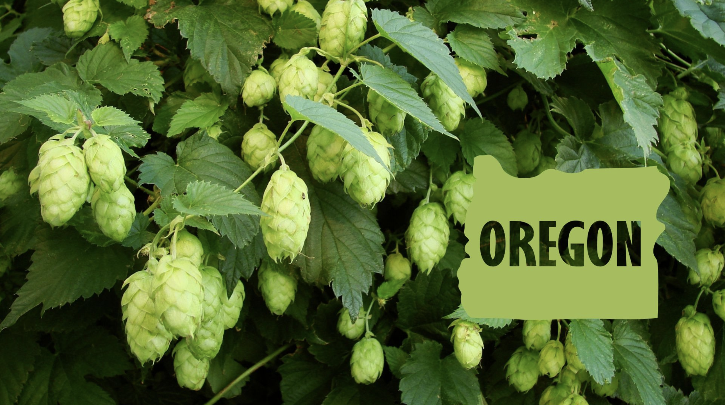 Oregon Hop Growers See Fantastic Quality in 2026 — Sip Magazine