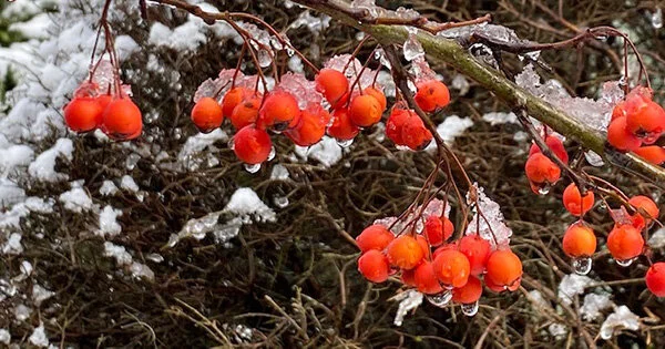 Season’s Greetings and Happy Winter Solstice!