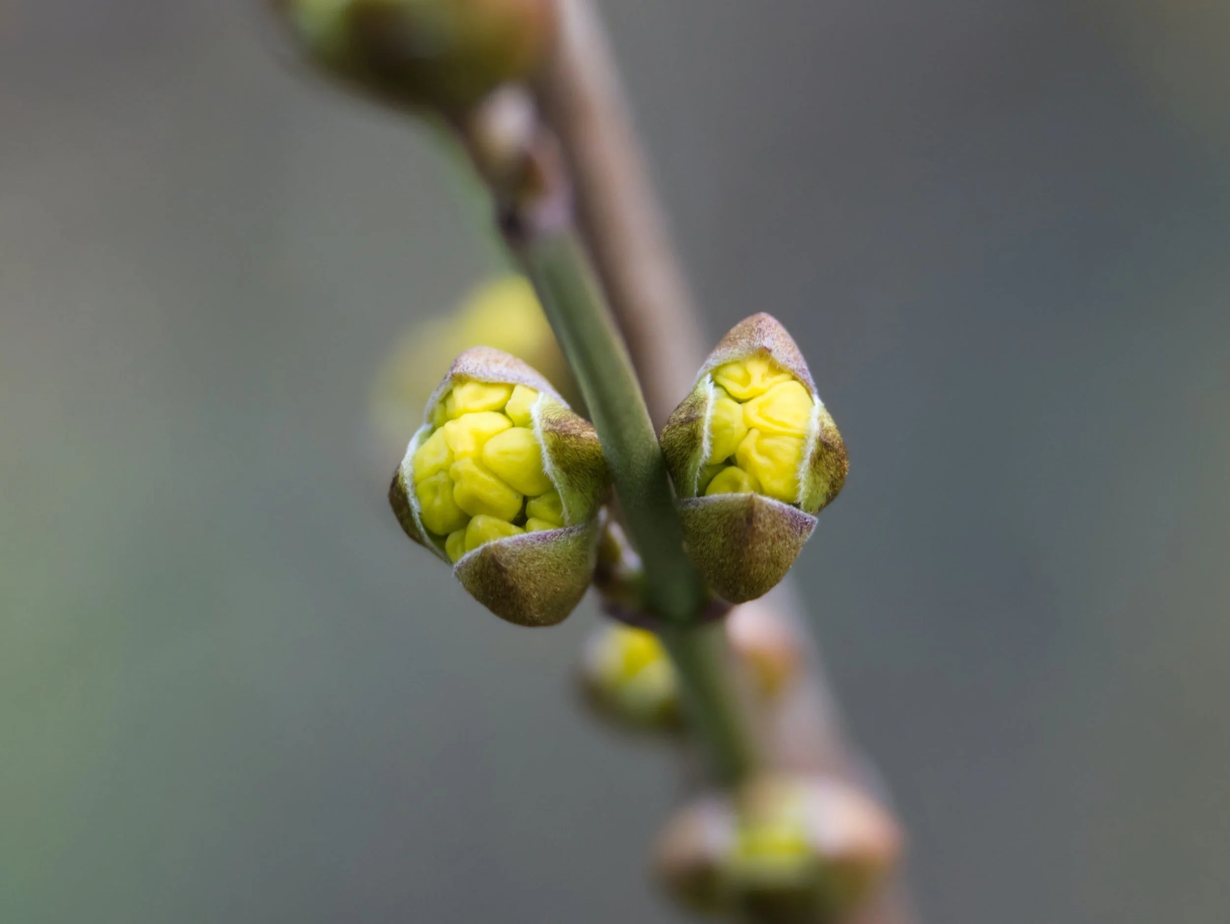 Spring: What seeds of potential will you plant?