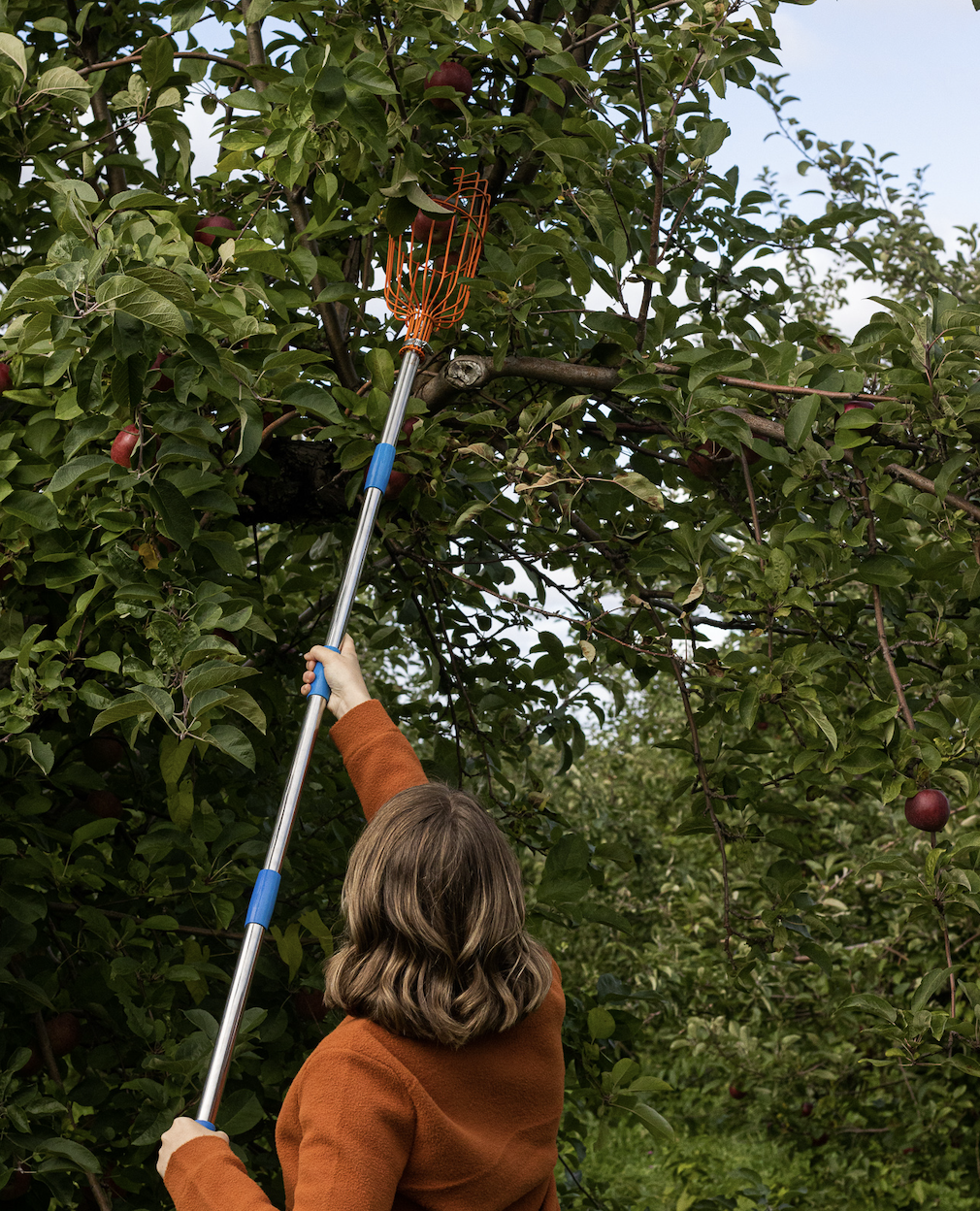 A Local’s Guide to Apple Picking in Maine: Where to go, What to Bring, and Which Orchards Have the Best Cider Donuts 