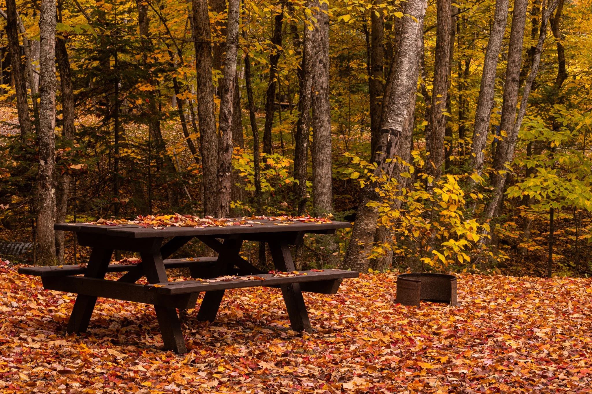 Aroostook State Park — My Maine
