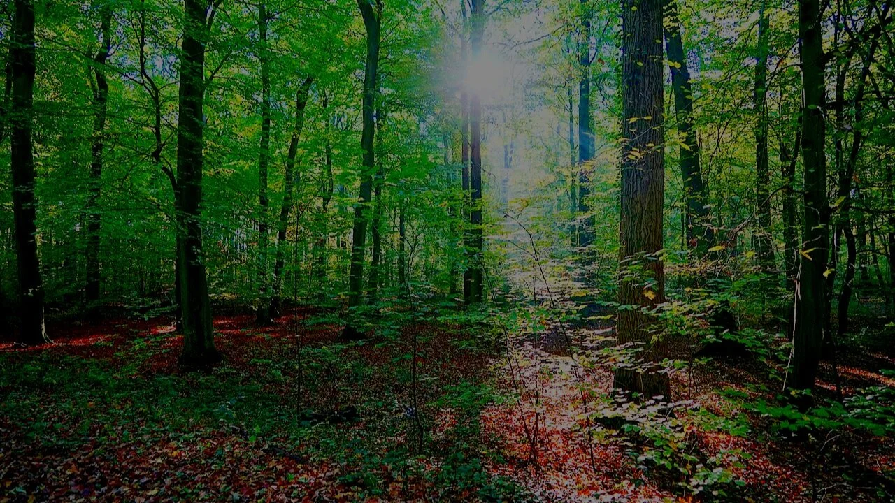 1280px-Hidden_sun_in_a_forrest.jpg