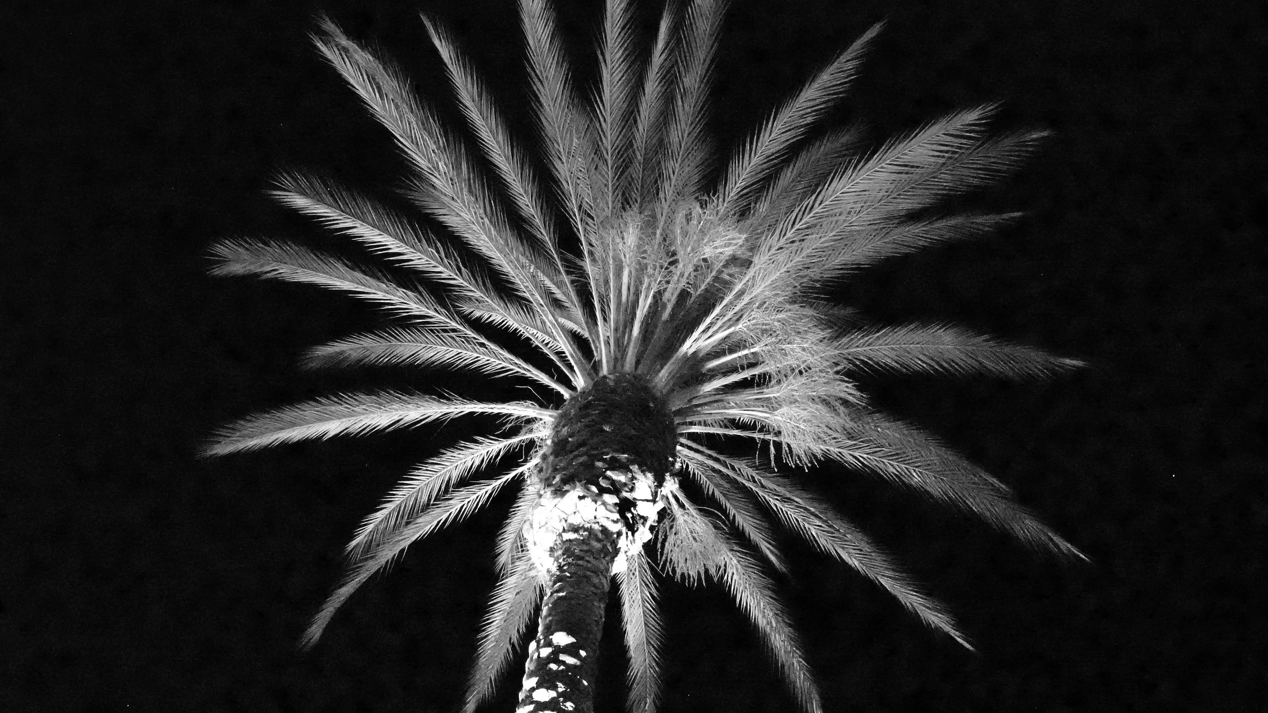 Palm Tree.jpeg