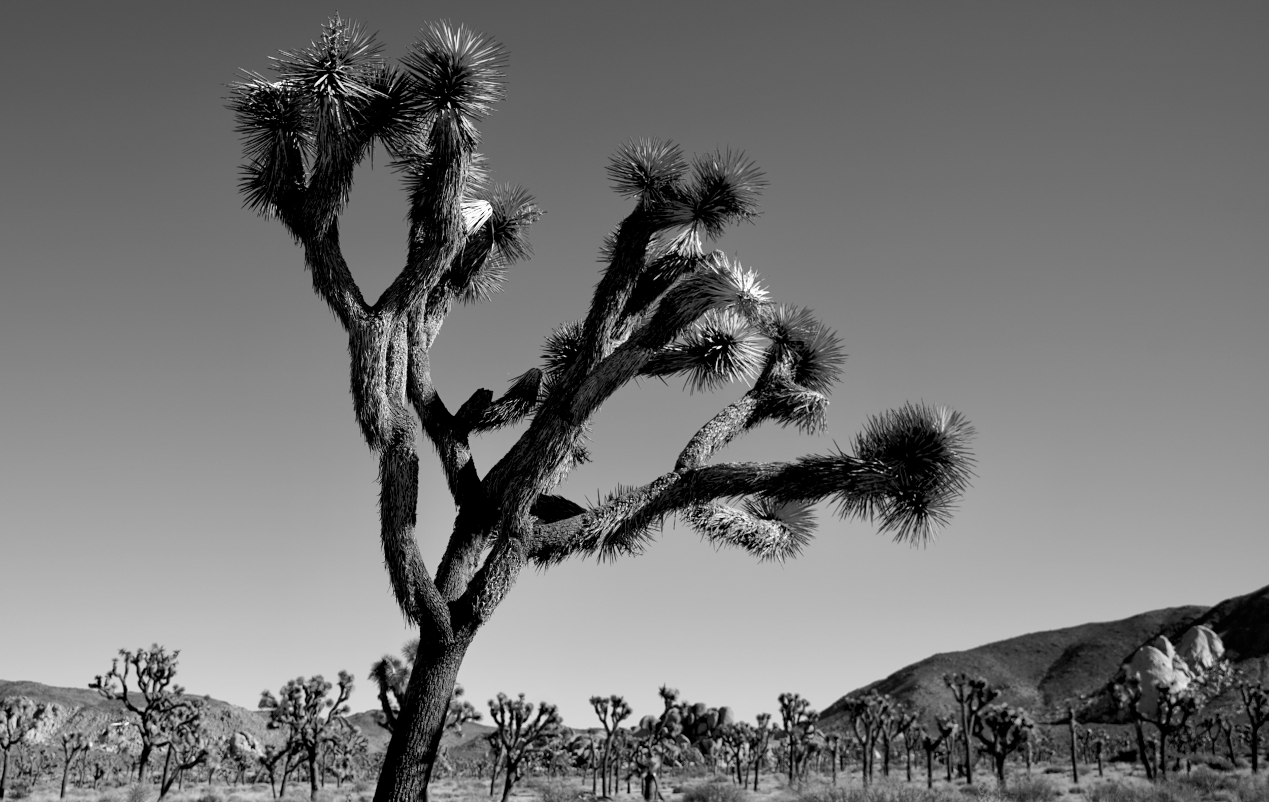 Tree Joshua.png