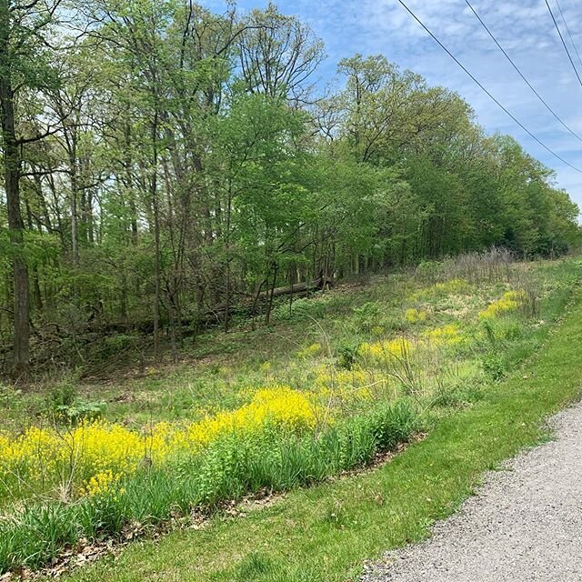 Gorgeous 3 mile walk today!! I was so excited to find the cute encouraging notes along the way! To whomever did that, it made me smile!! #thegreatoutdoors #sunshine🌞 #sunshineonmyshoulders