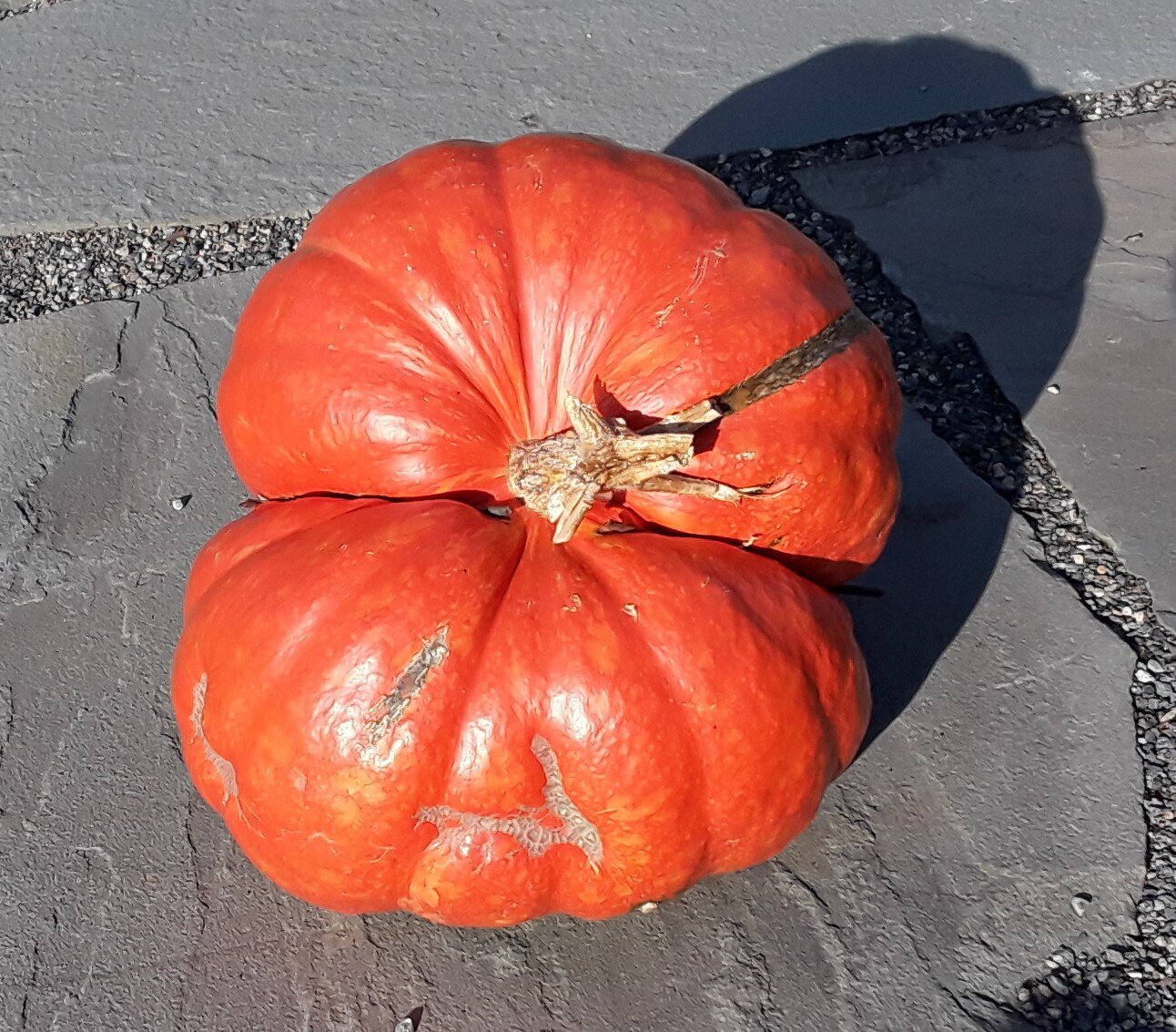 Four-cheeked pumpkin.jpg