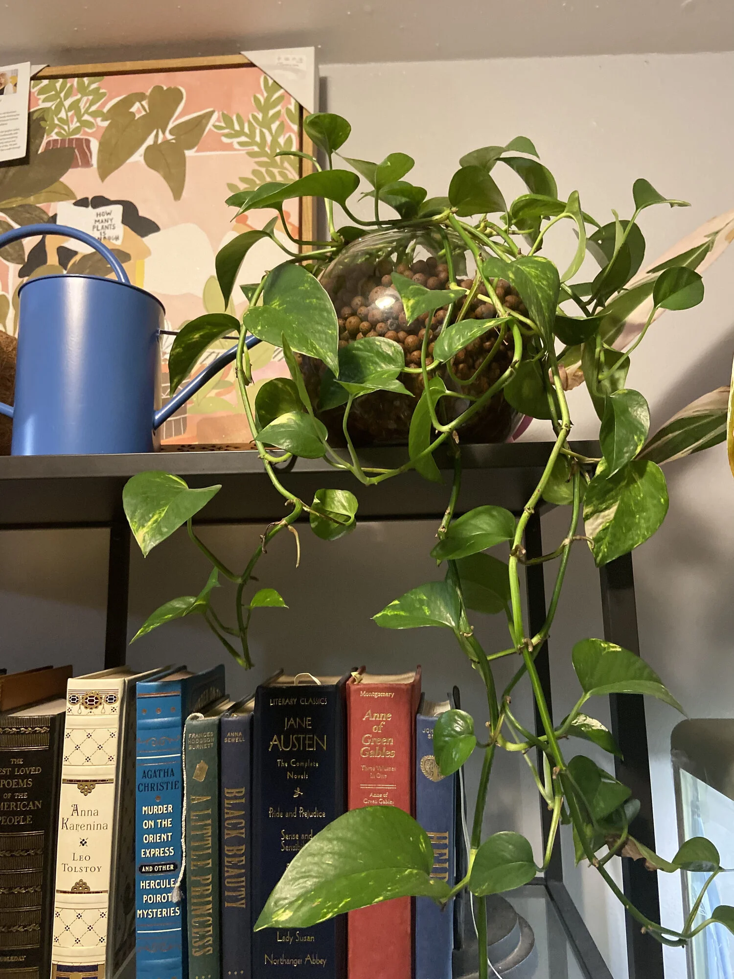 The Basics Of Passive Hydroponics