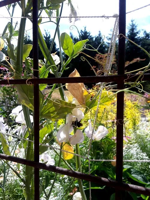 In Appreciation of Sweet Peas and Bees 