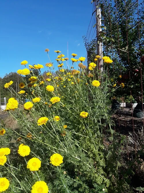 Poetry in the garden