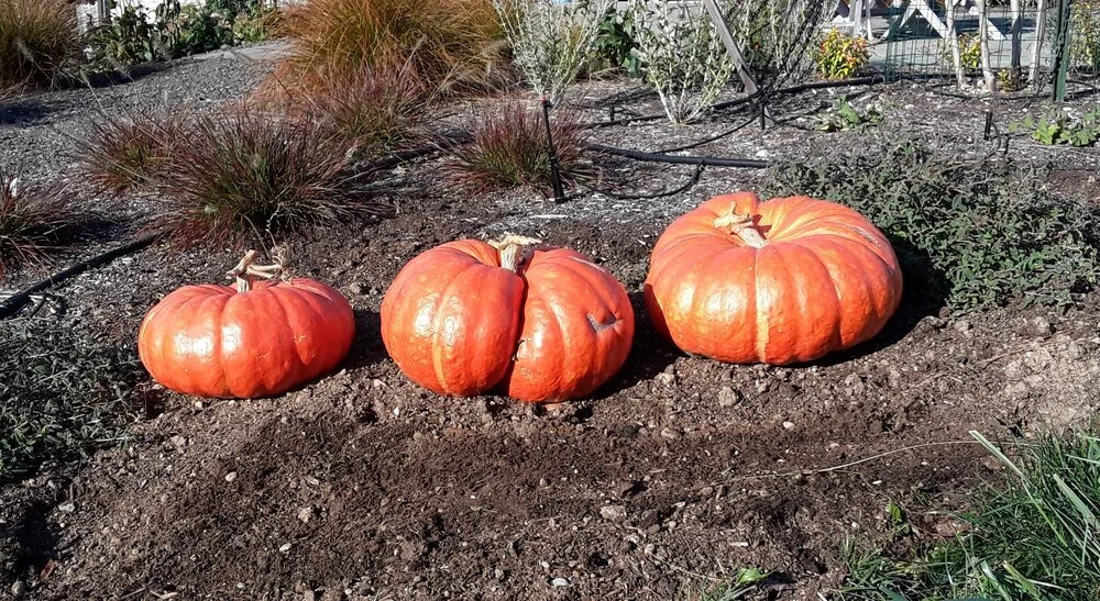 Ballad of the Butt Pumpkin