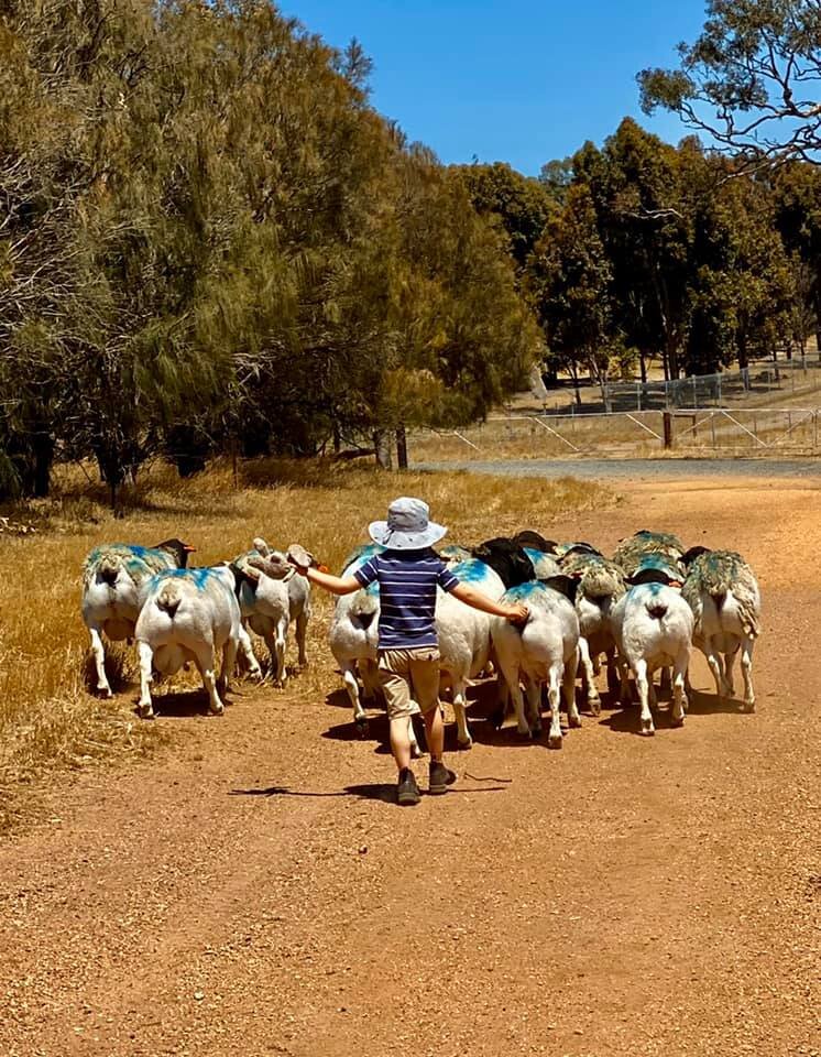 James mustering sheep.jpg