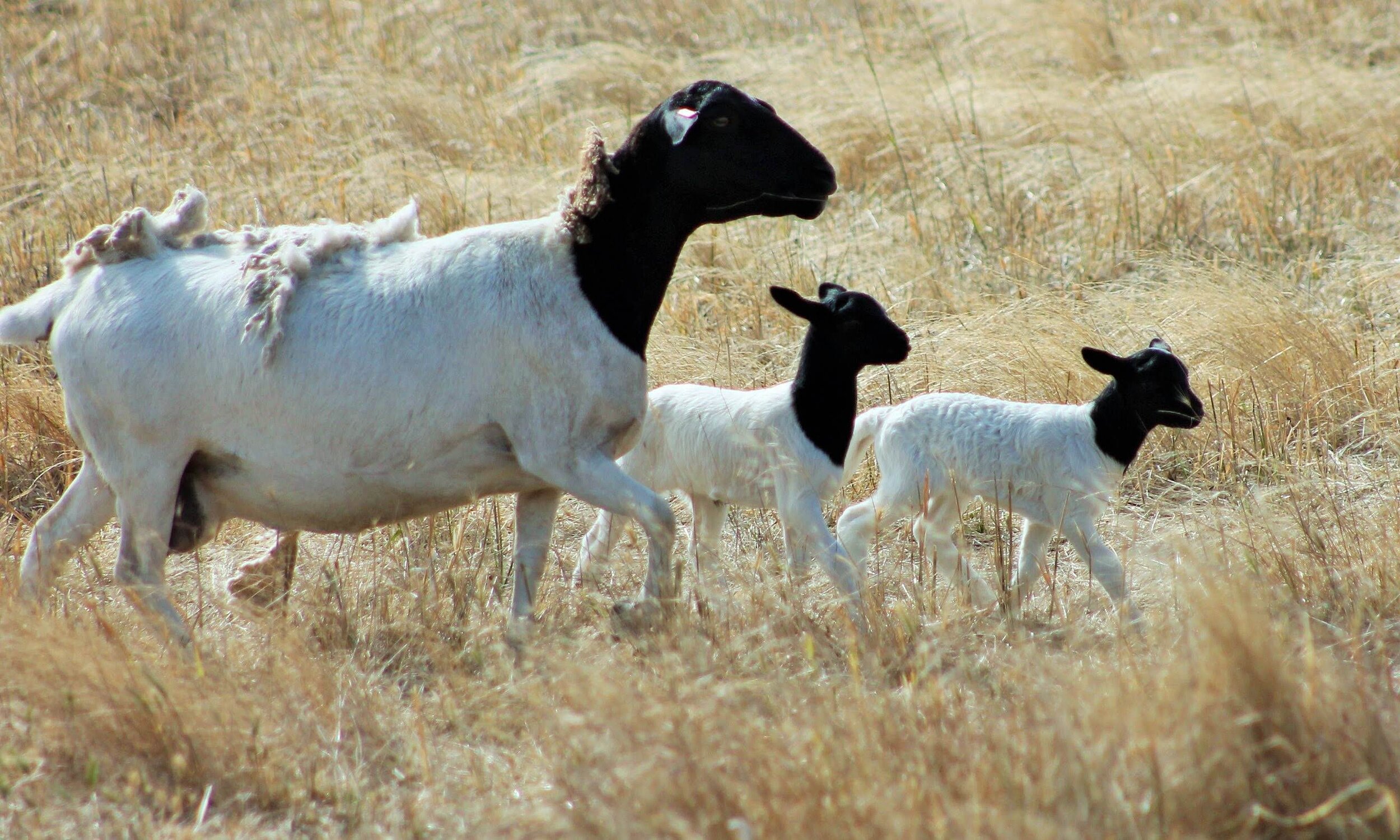 Dorper with lambs.jpg