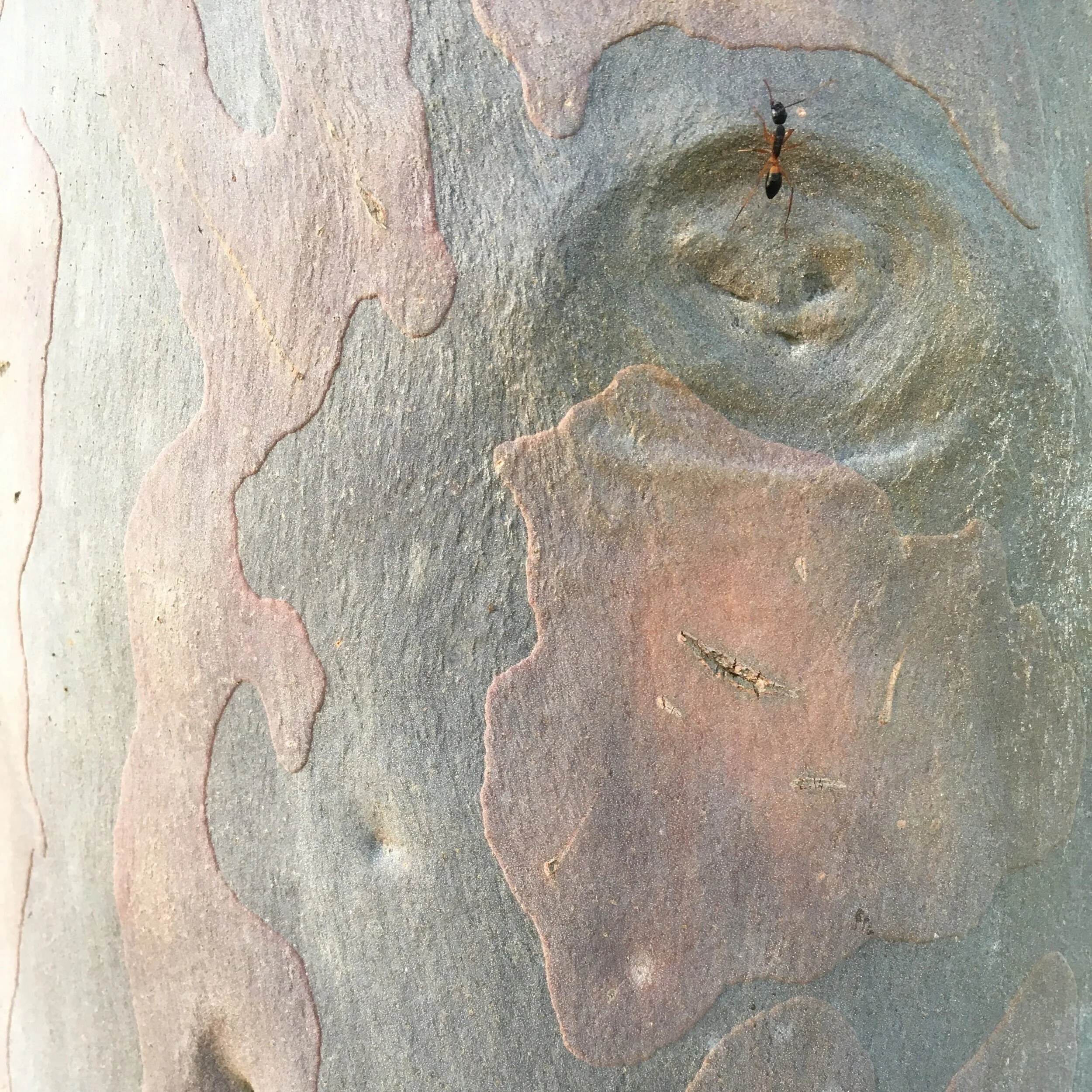 Bull ant scaling spotted gum trunk