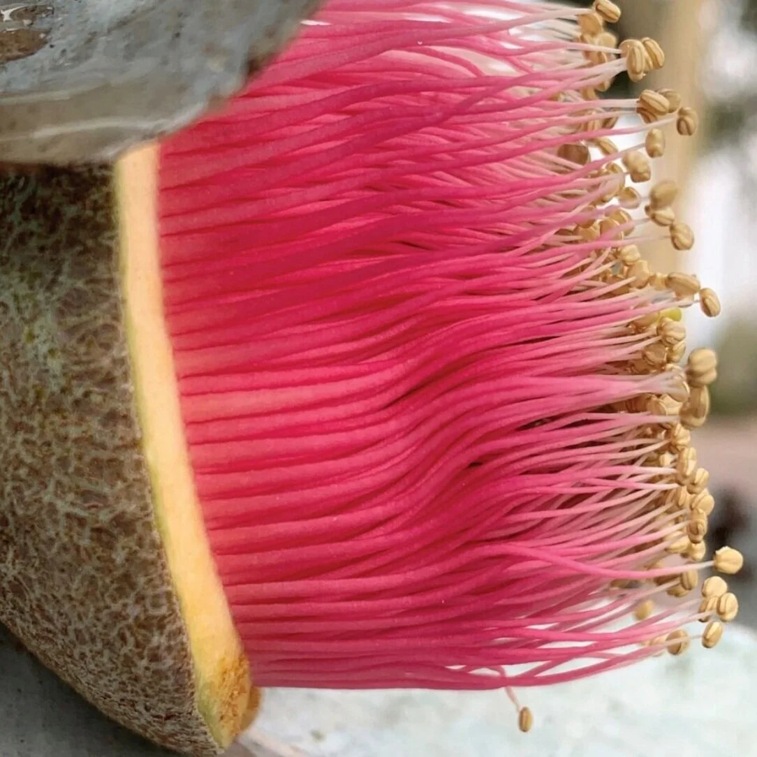 Eucalyptus macrocarpa flower emerging