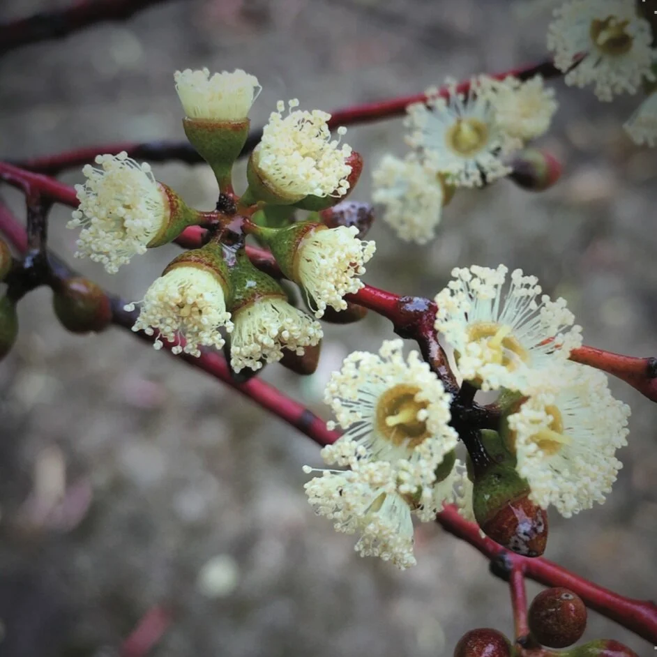 Salmon Gum Blossom glistening in the rain