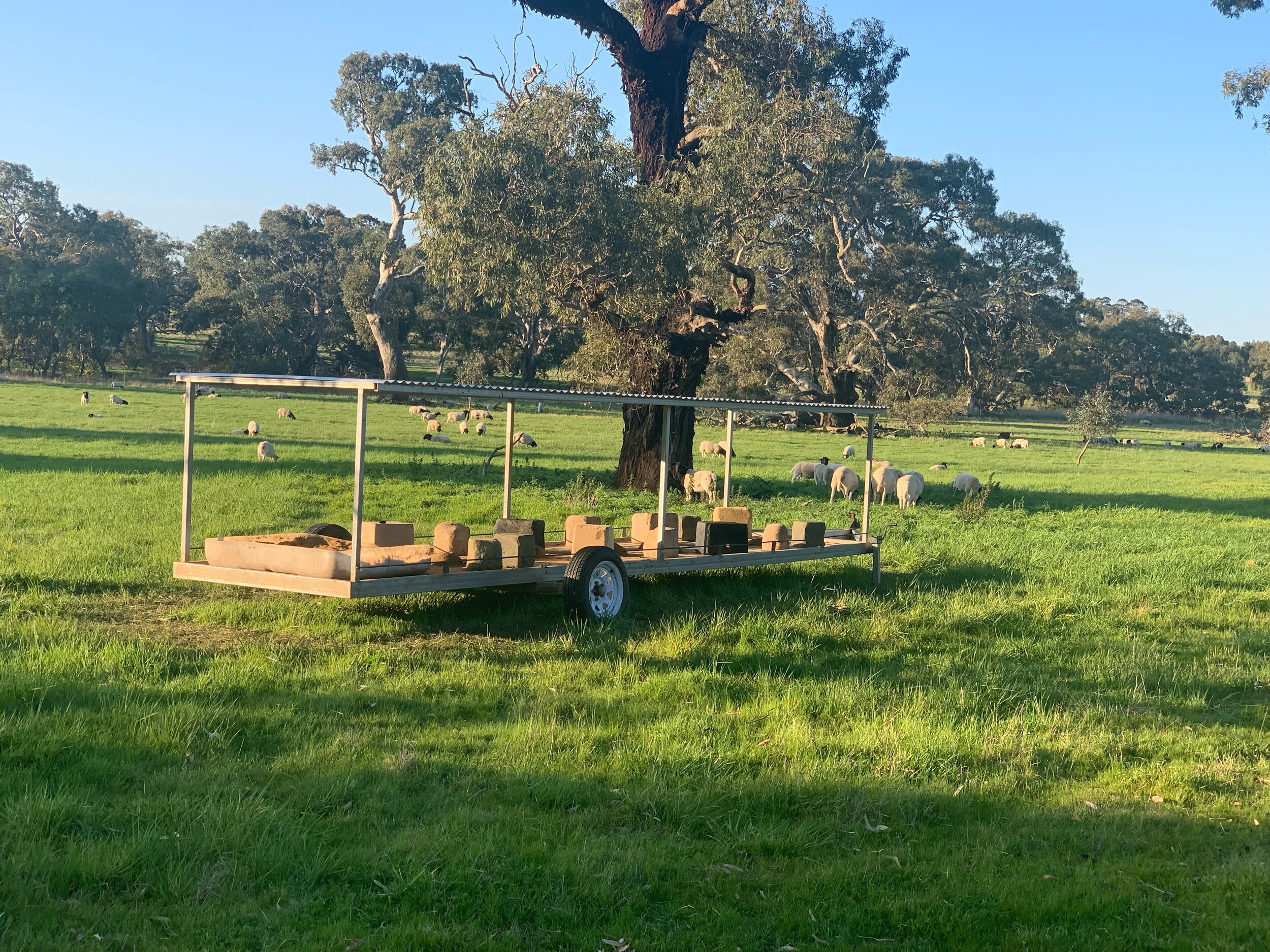 Mineral trailer that moves paddocks with our Dorpers