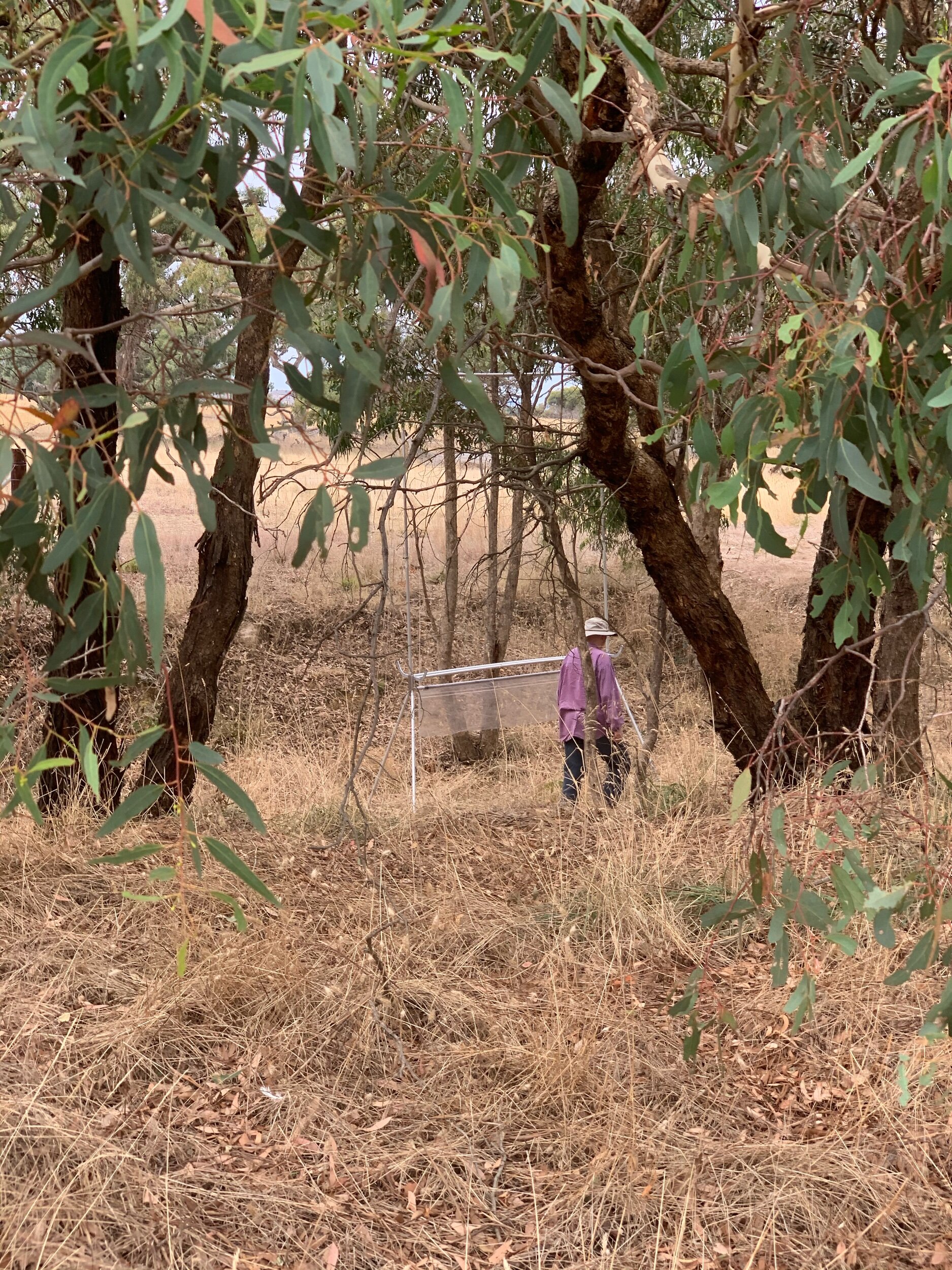 Bat survey underway.