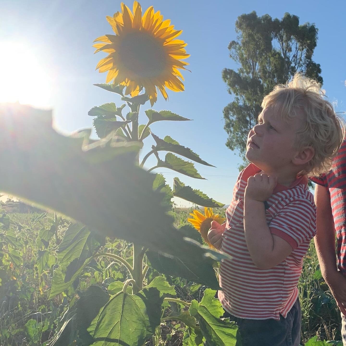 Sunflower love