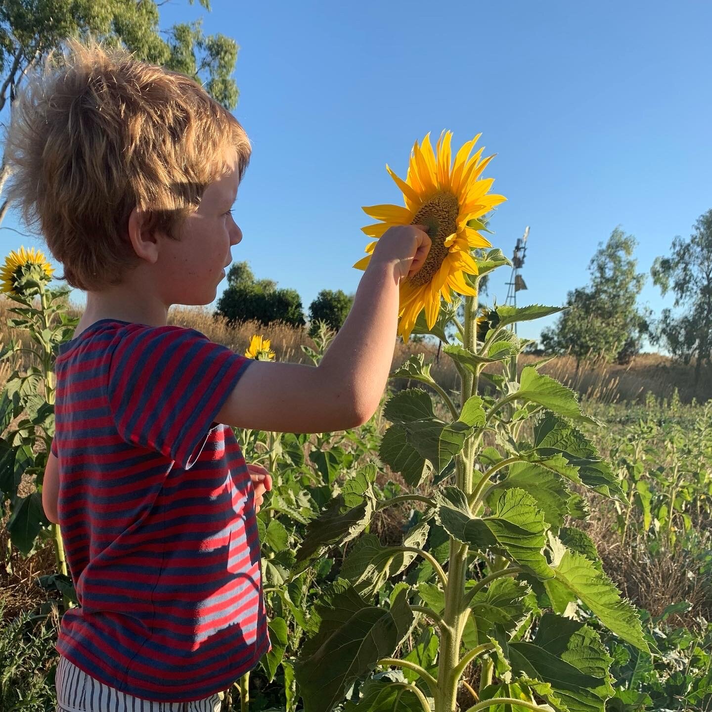 Admiring the sunflowers before the sheep enjoy them.