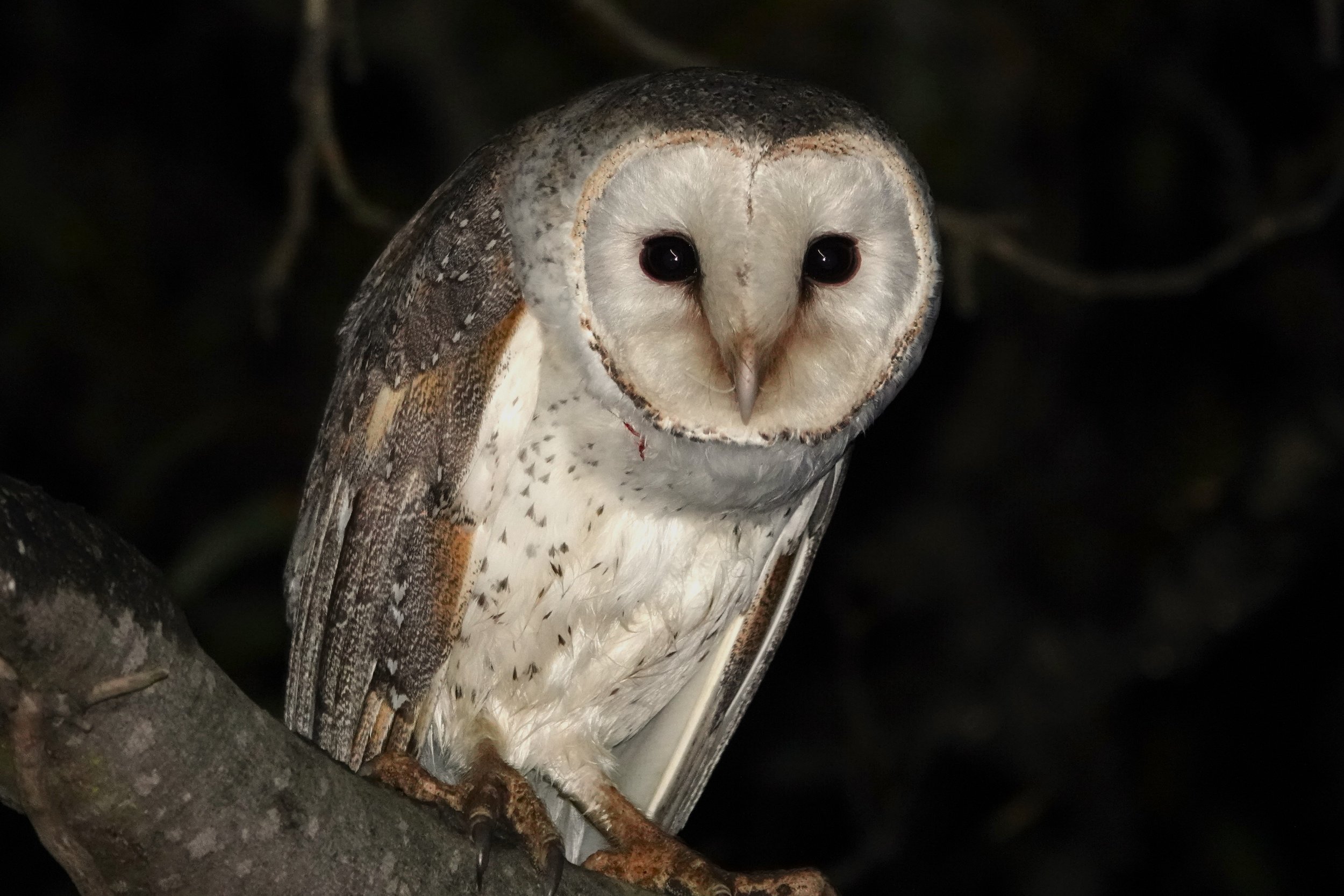 Barn Owl.jpg