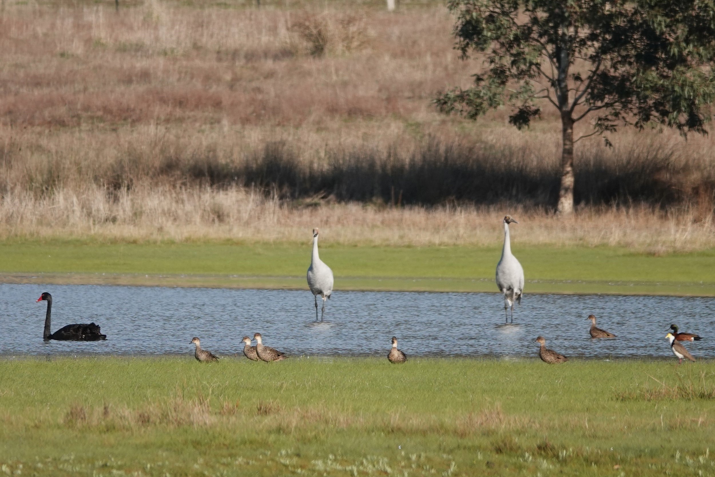 Wetland birds.jpg