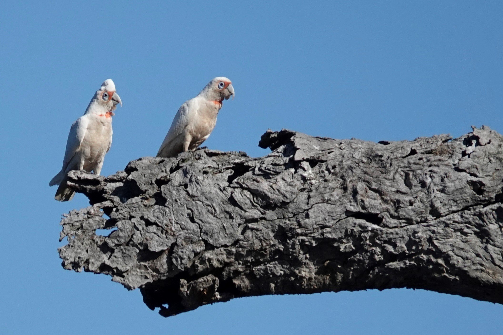 Long billed Corella's.jpg