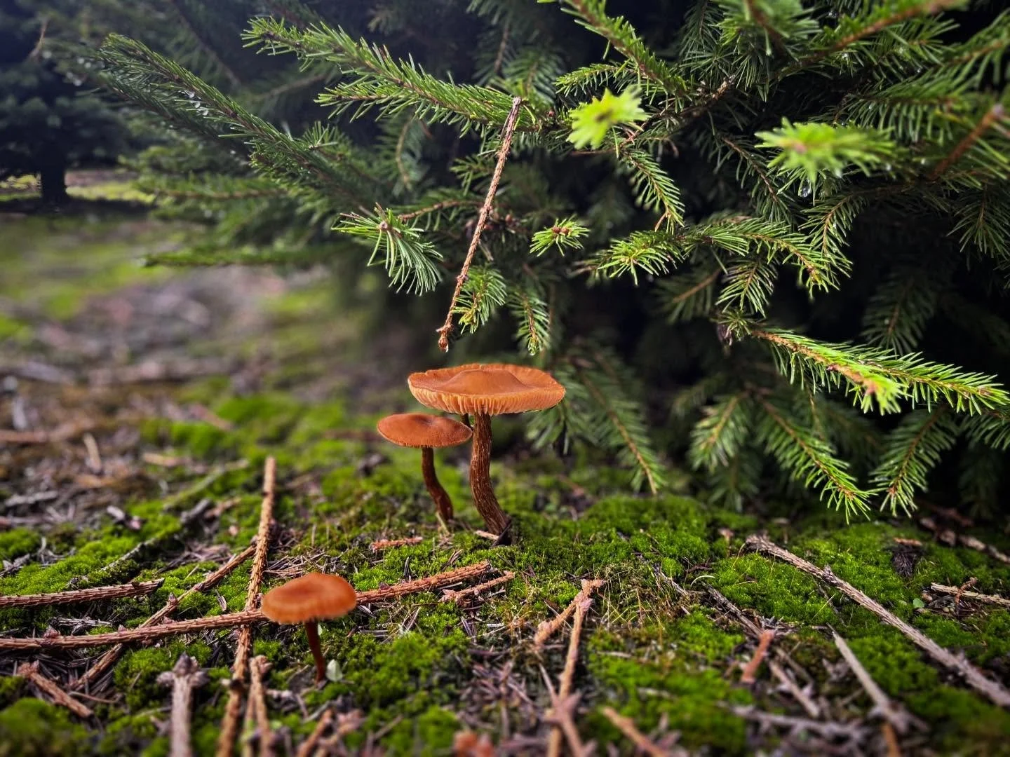 Let the holidaze begin! ❄️🌲🍄