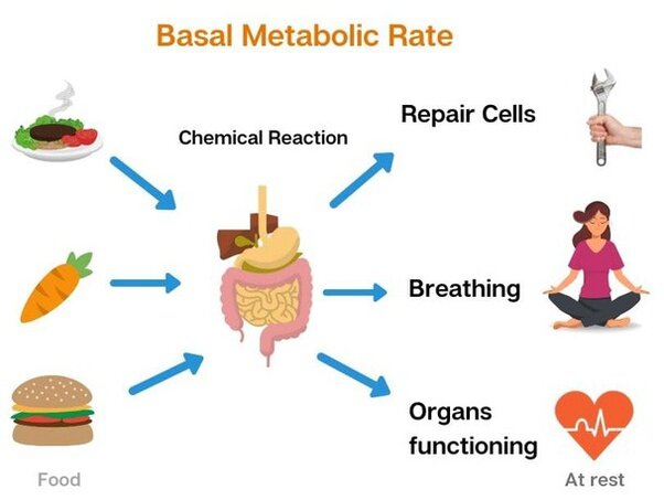 Basal Metabolic Rate — The Body Architects inc. - Atlanta Personal Trainer and Nutritionist