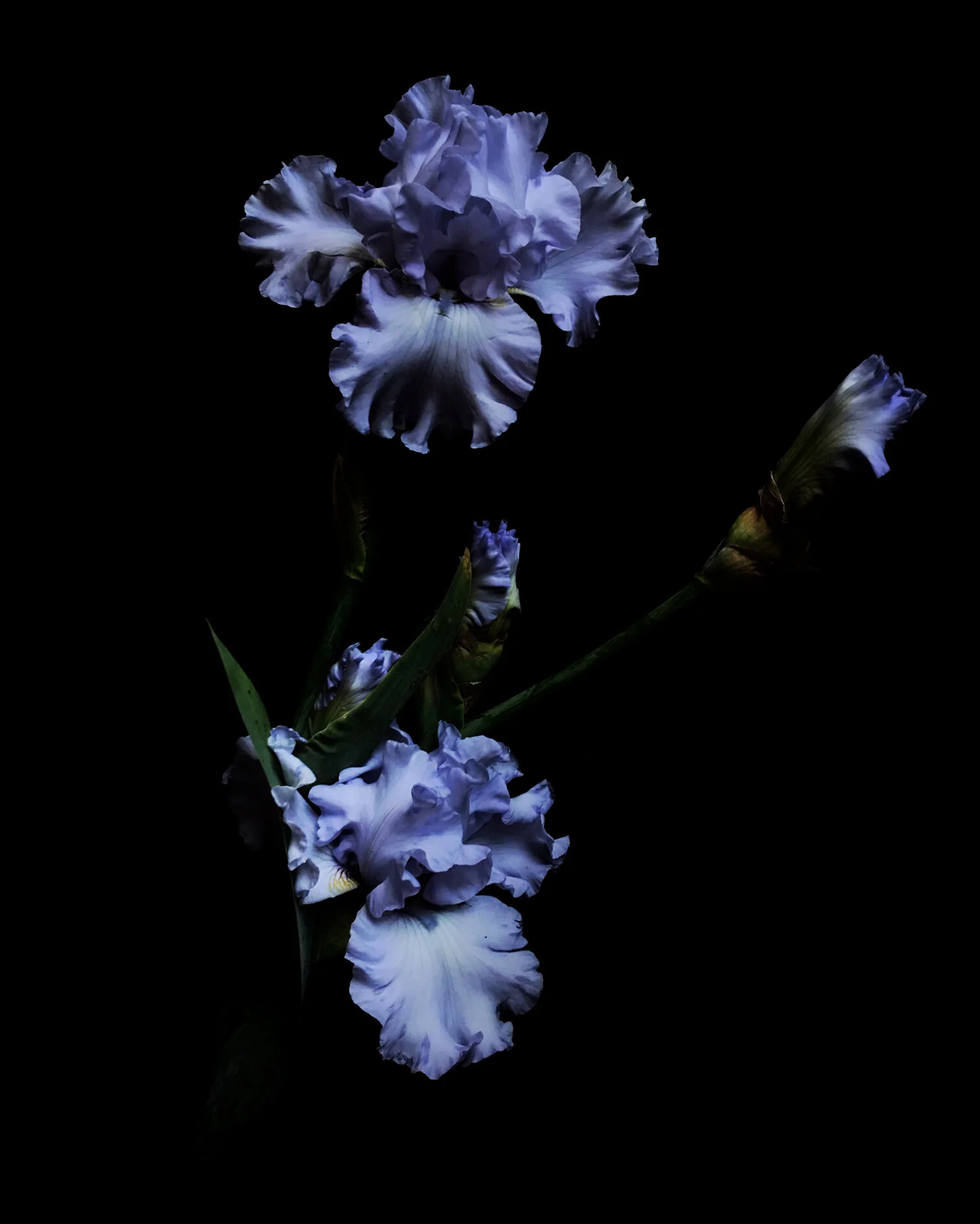 Iris_flat_web.jpg