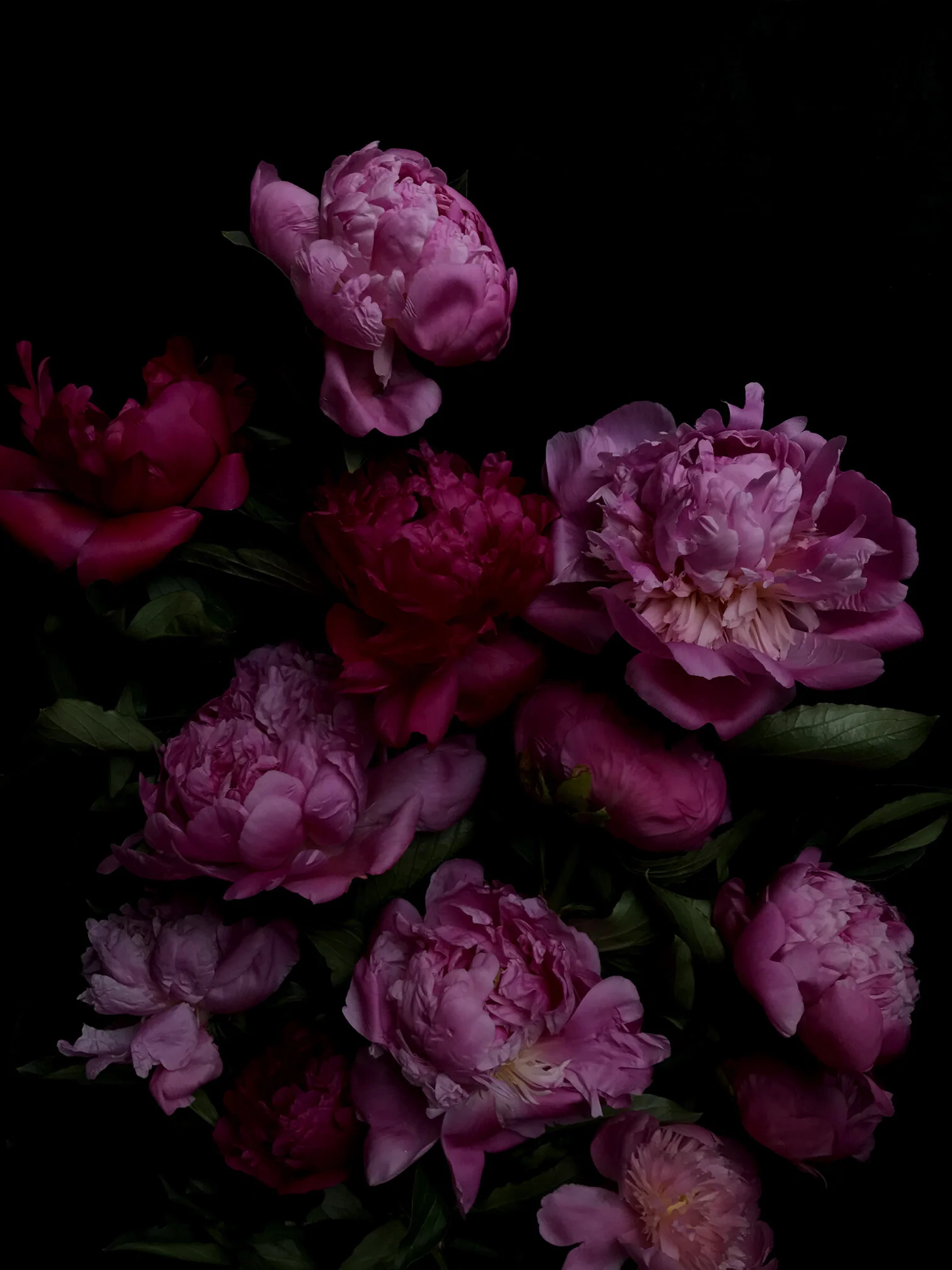 Pink Peony Art Print