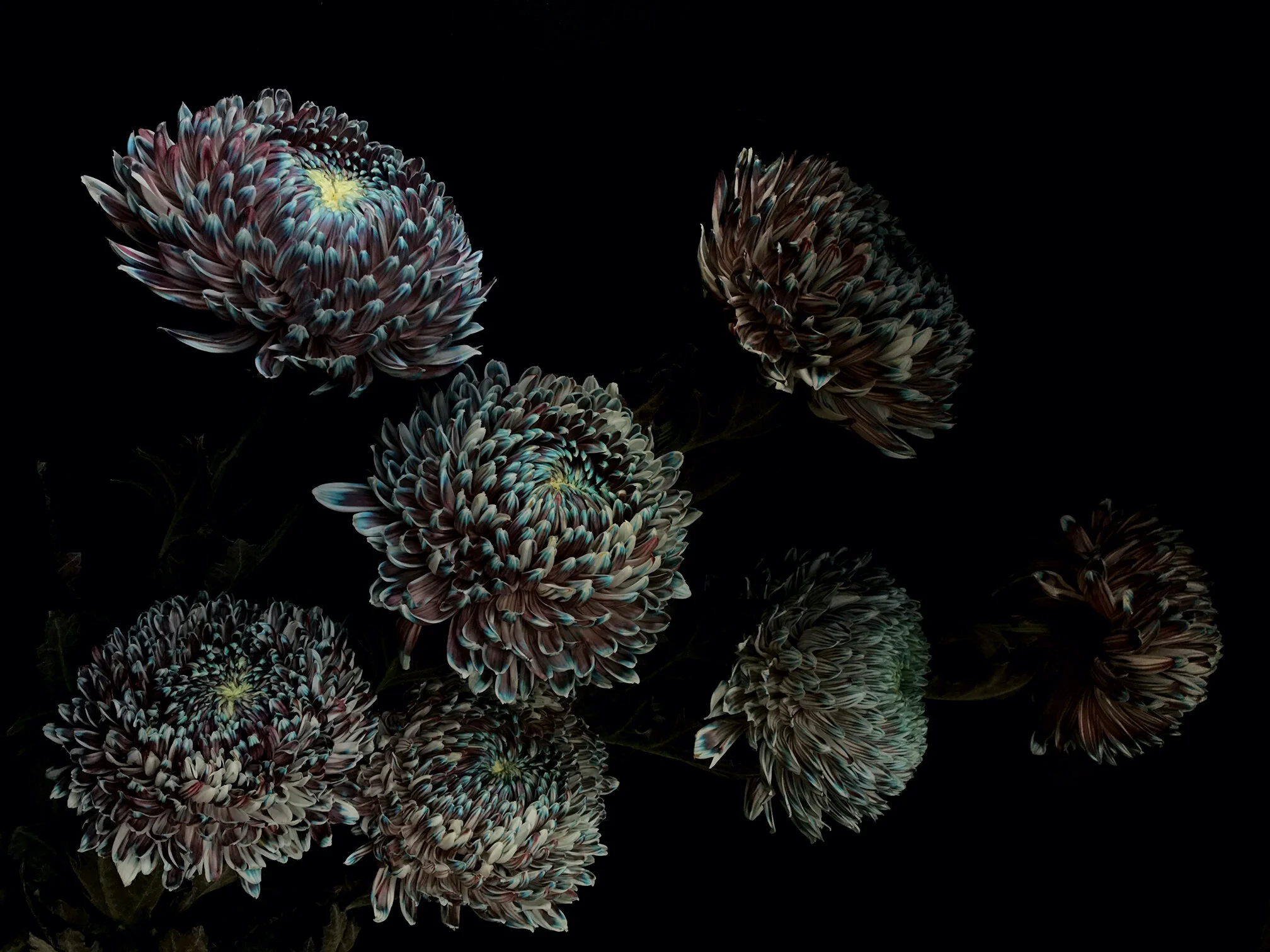 Chrysanthemums Art Print