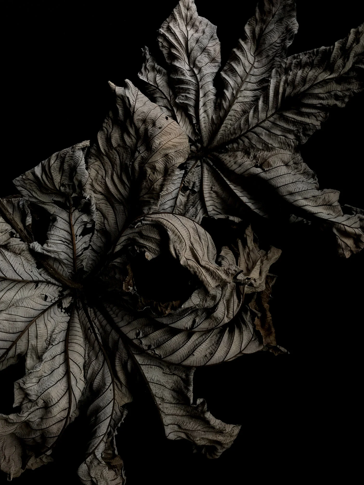 Autumn Leaf Art Print