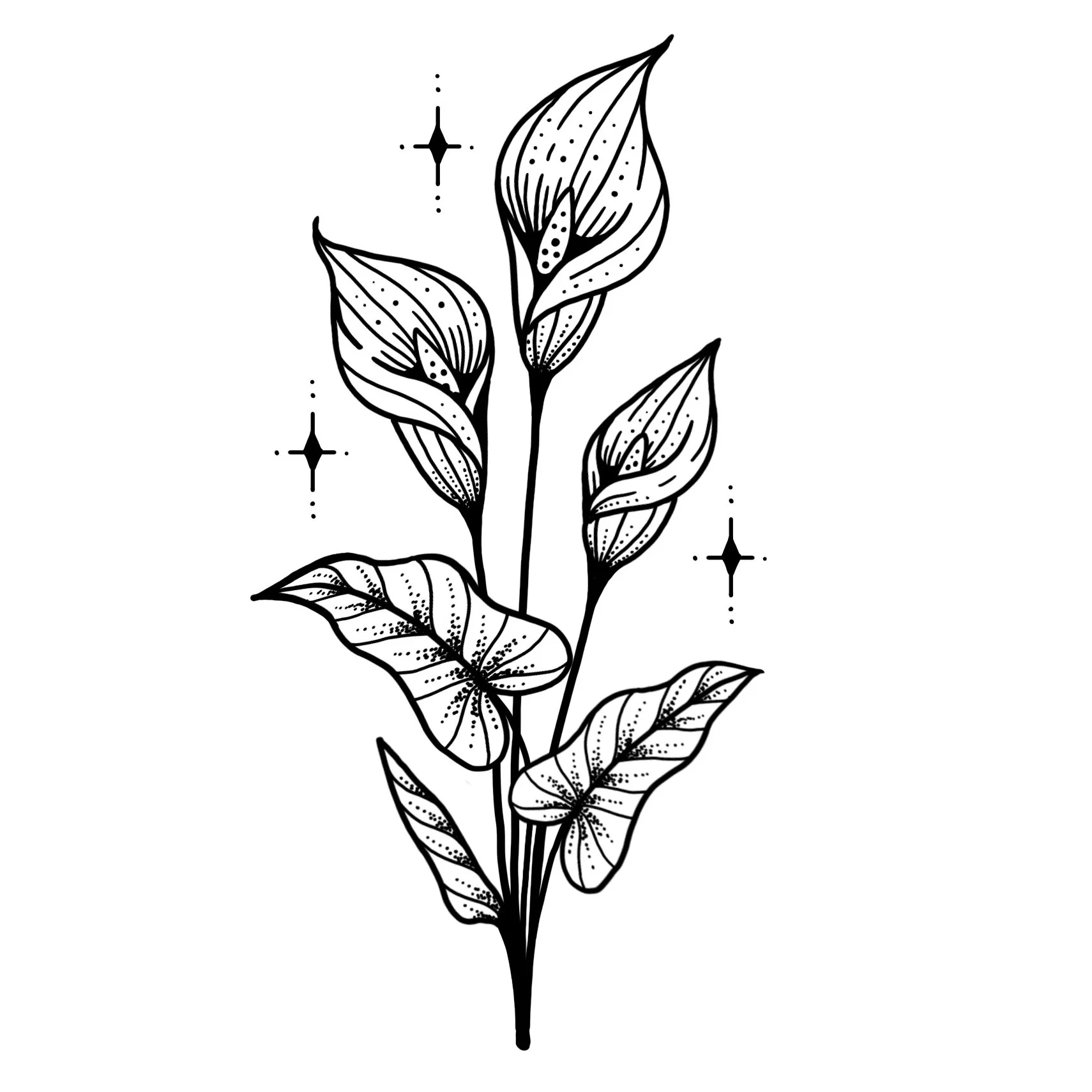 *new*  CALLA LILIES 
Starting at $350+ (6" min)