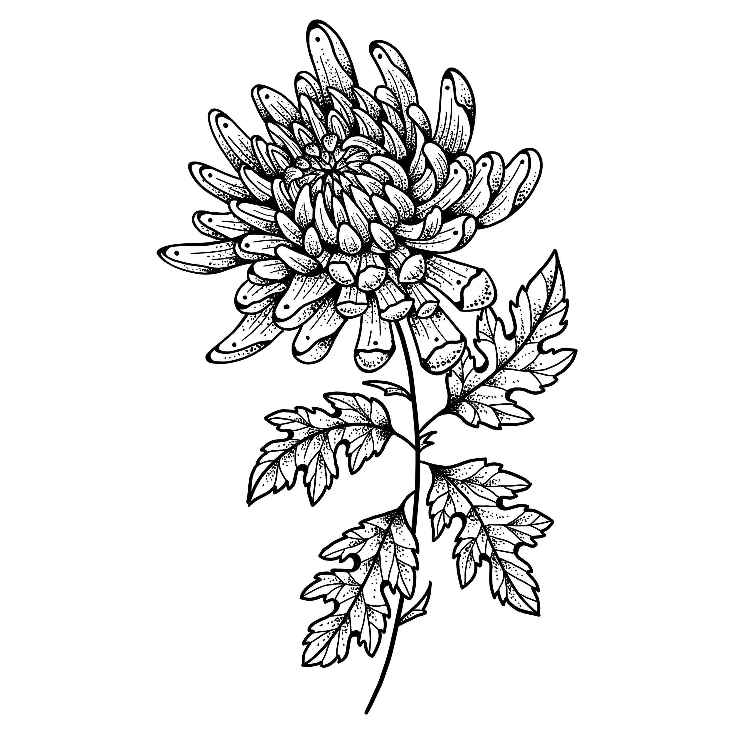 CHRYSANTHEMUM 
Starting at $450+ (7" min)