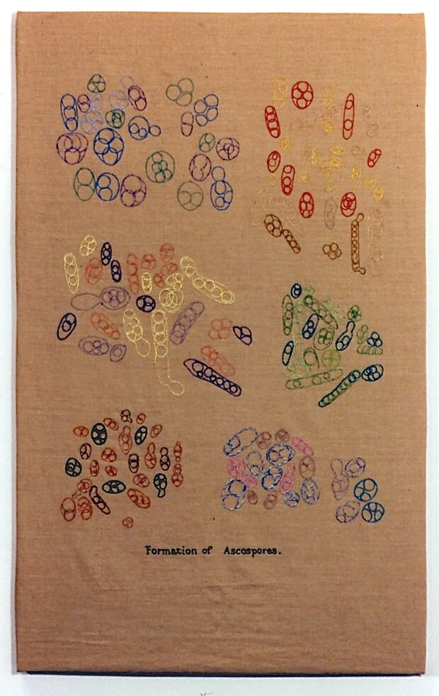 ASCOSPORES.jpg