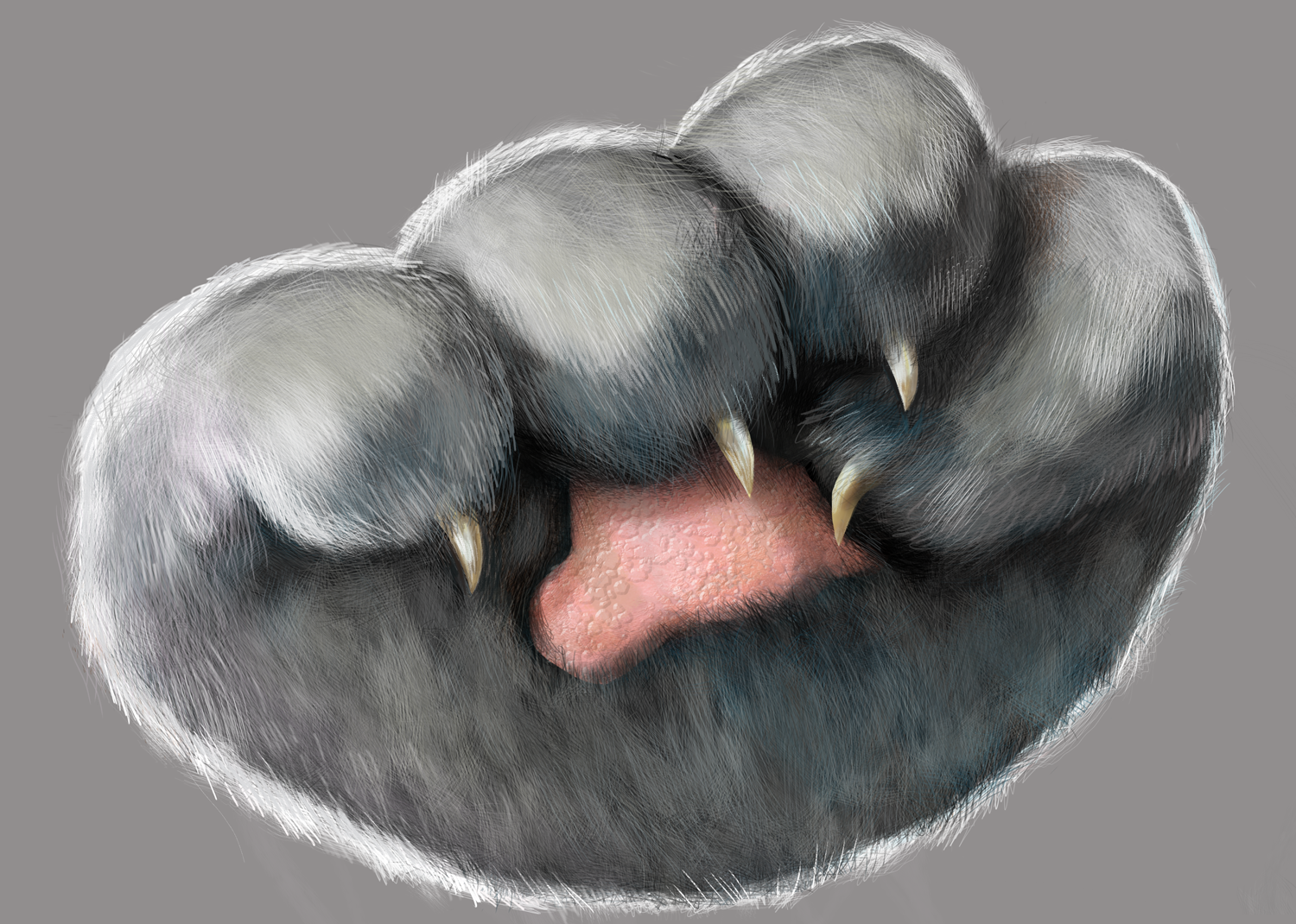 closed_paw.png